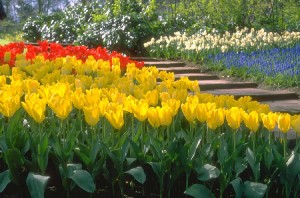 Nederlandse bloemen: geschiedenis bloemen in